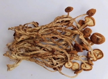 食用菌茶树菇
