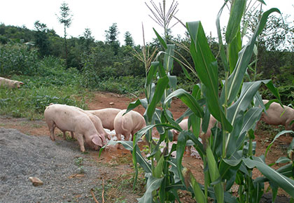 生态猪养殖基地